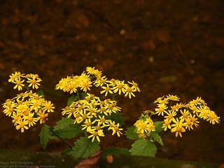 DSCF2582