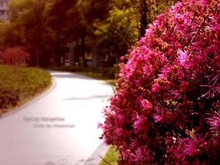 粉紅路
