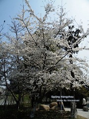 一棵樱花树