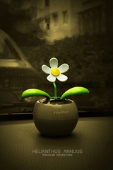 太阳花