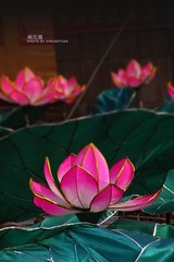 荷花灯