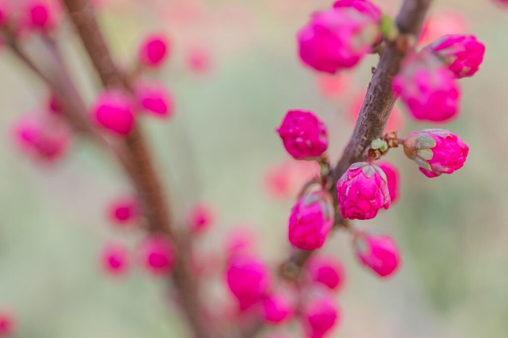 花的种类什么的真的认不清楚啦！<a href="https://tuchong.com/537744/" target="_blank">@pku</a>