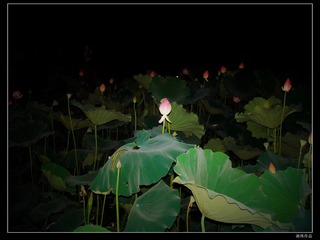 夜里，那含苞待放的荷花