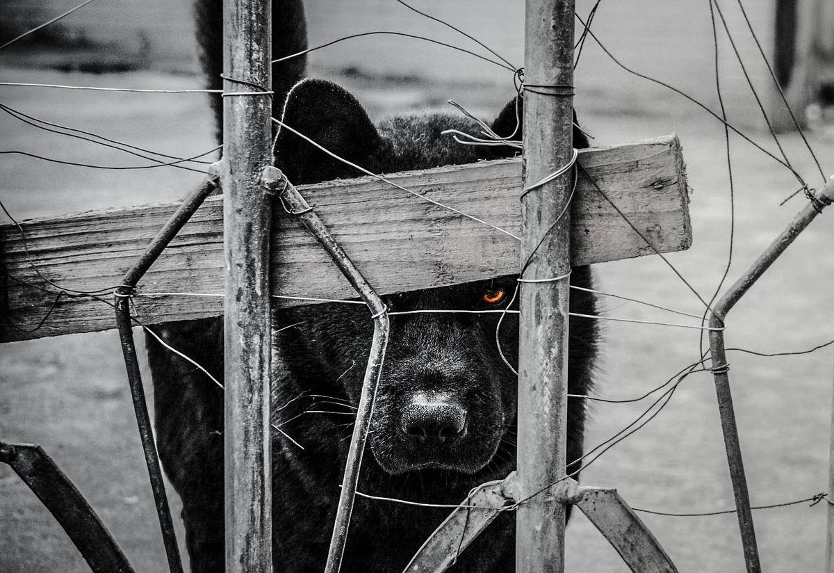 一只被关在工厂里看门的狗,门上缠着许多铁丝还缠了木板,或许是为了不