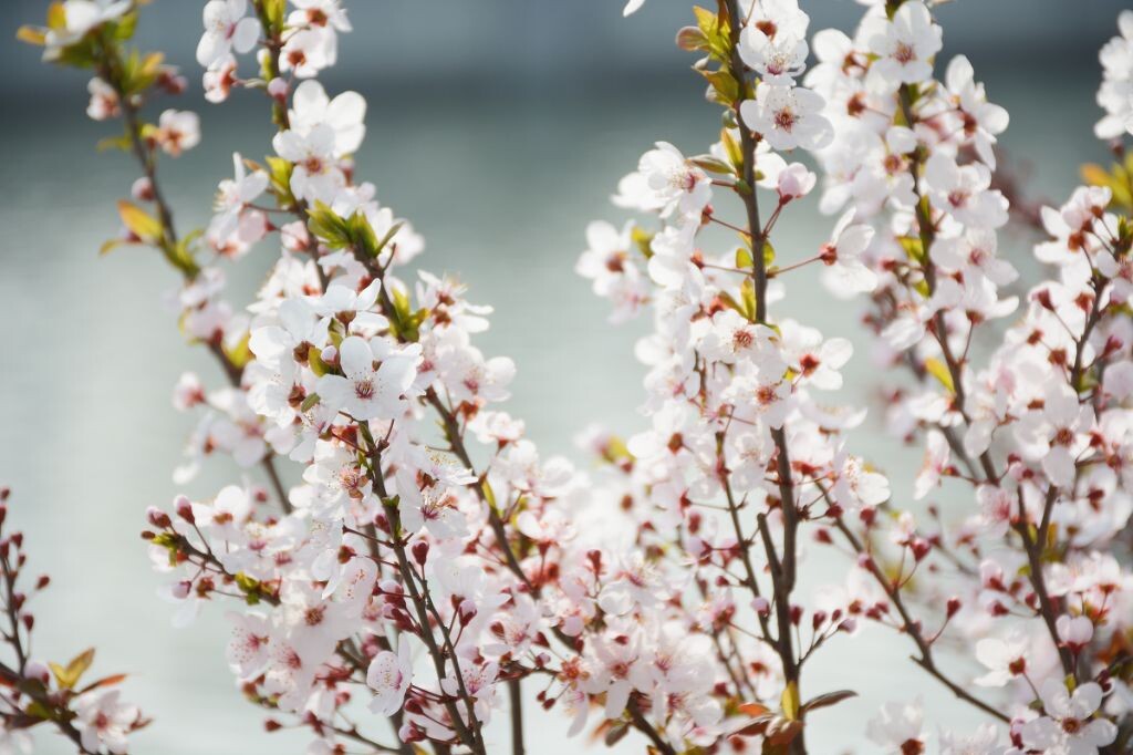 春暖花开