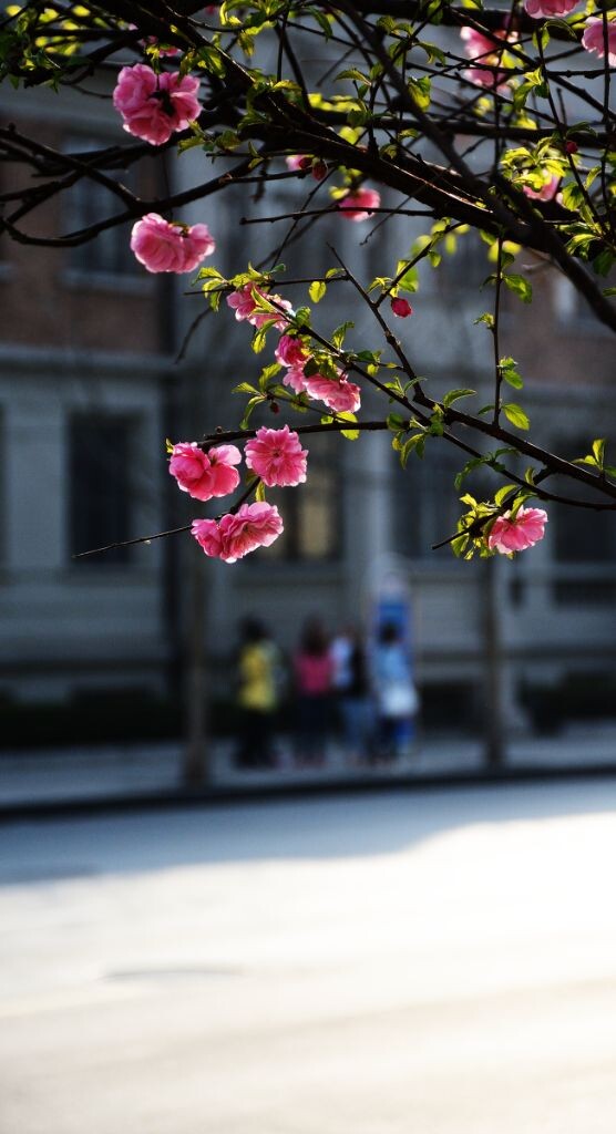 春暖花开