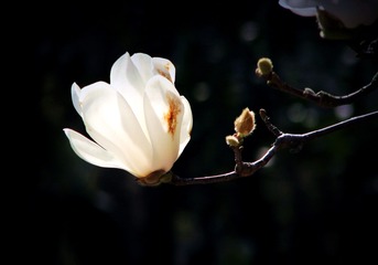 IMG_3486