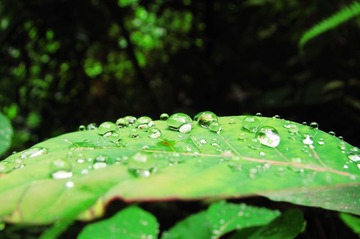 露水