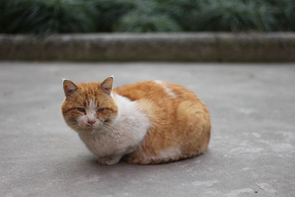 学校好多流浪猫~
