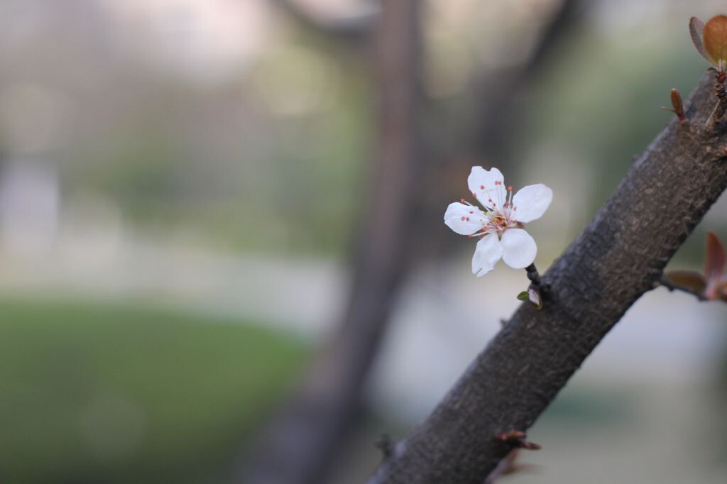 梅花？