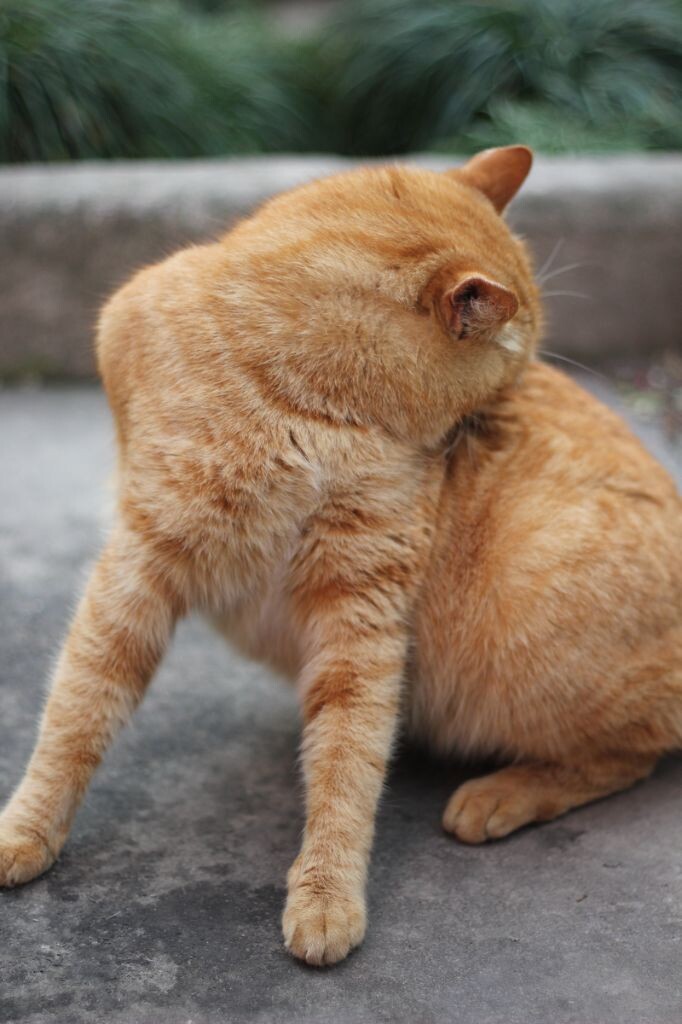 自顾自的