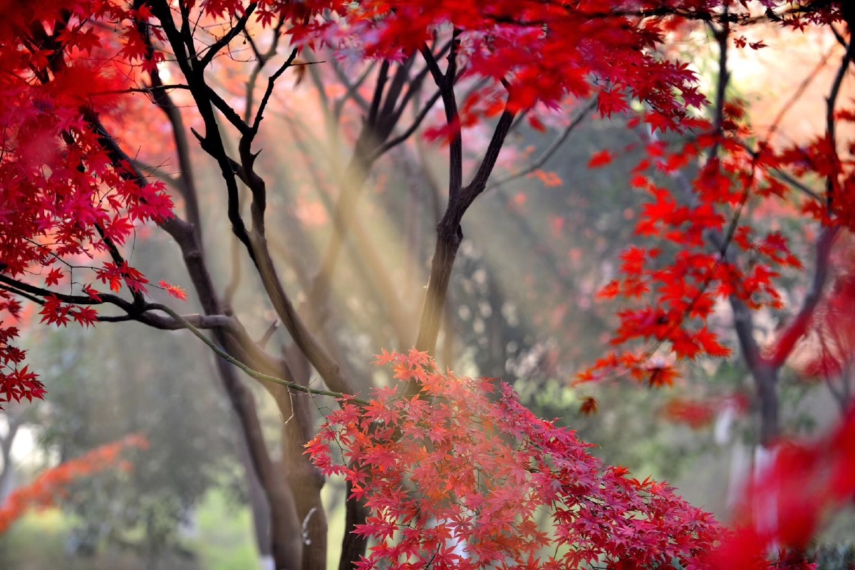 浓浓的晨雾中瞬间一束阳光照射下来,枫叶红艳艳