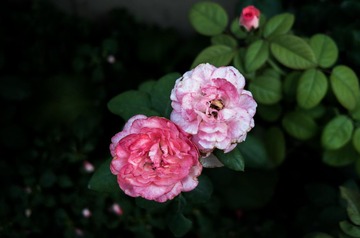 L2070294