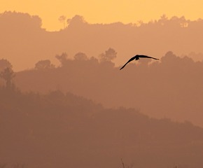 C9570067-0225-42E5-9C1F-6B879FE0C3EC/L0/001