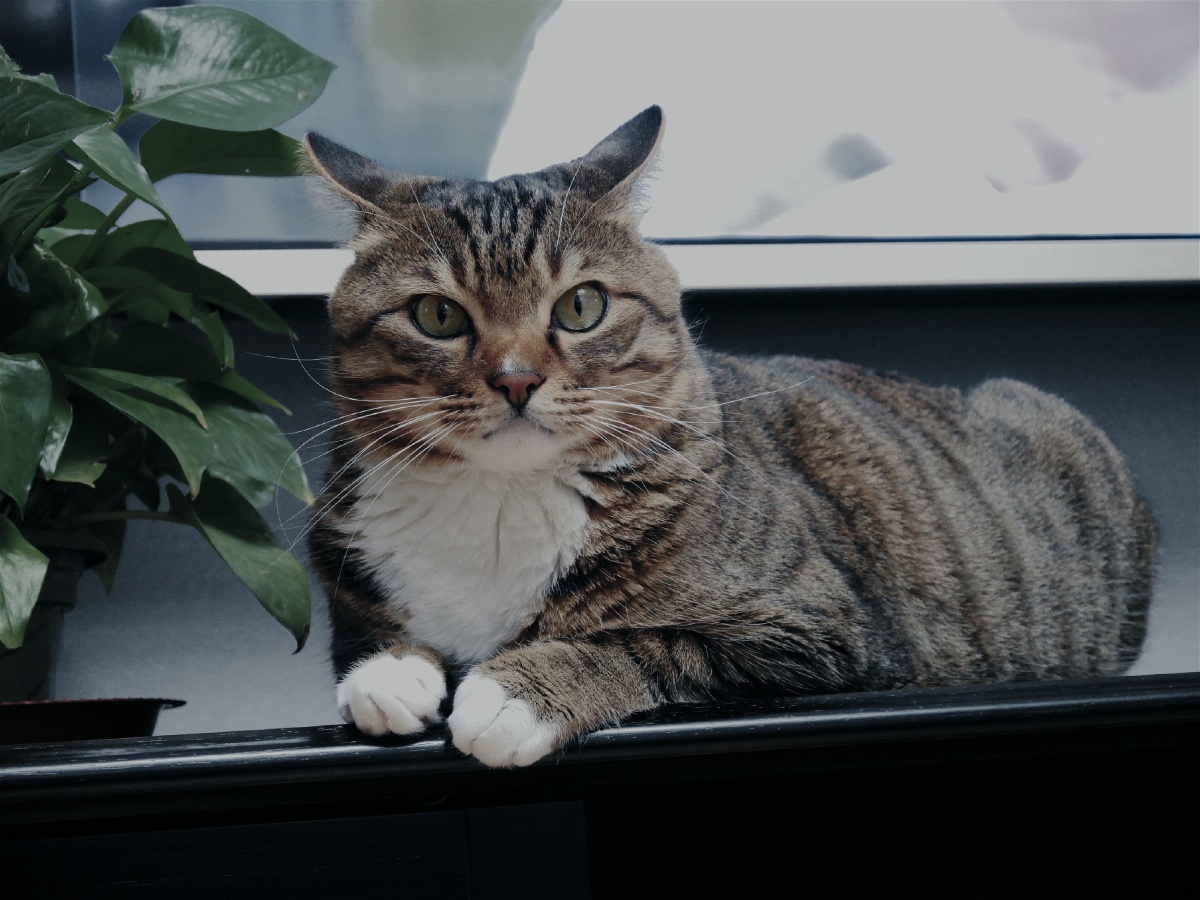 一只特立独行的猫