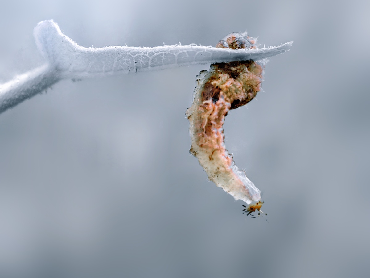 捕猎蚜虫(似乎是一只草蛉的幼虫在吞噬蚜虫)