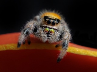 141919