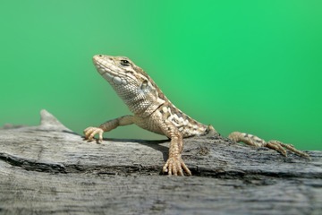 61808
