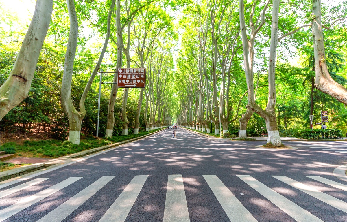 清明节前夕的南京陵园路上绿树成荫洒下一片阴凉