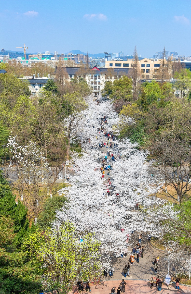 南京林业大学图书馆门前的樱花大道