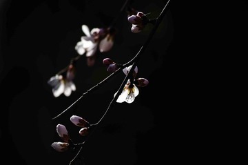 IMGP5860-1