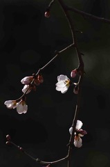 IMGP5861-1