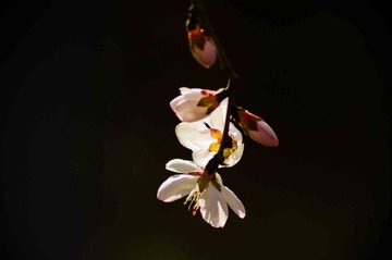 IMGP5865-1