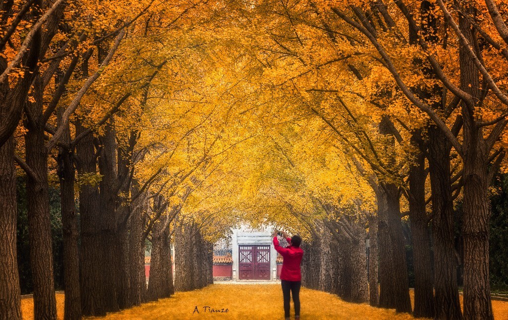拍摄于地坛银杏大道