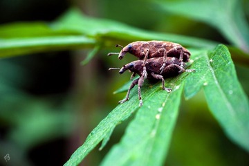 Mating