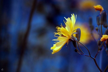 DSC_2618a
