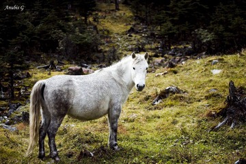 Equine 1