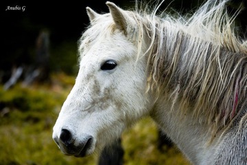 Equine 2