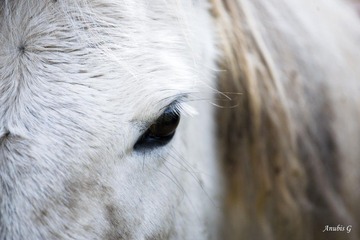 eye