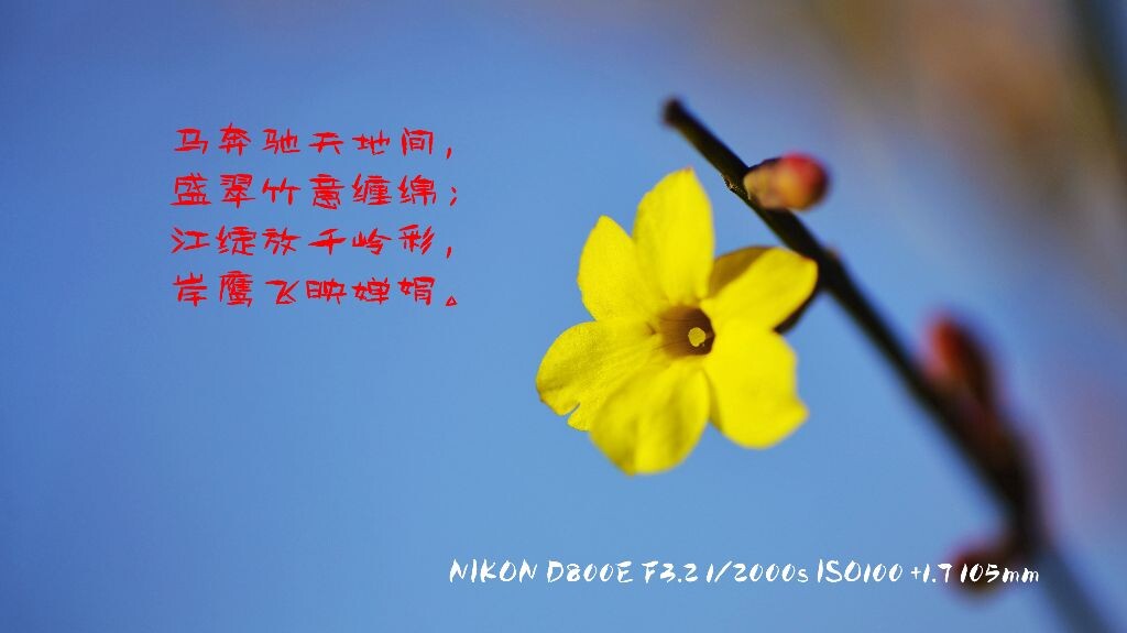 迎春花开