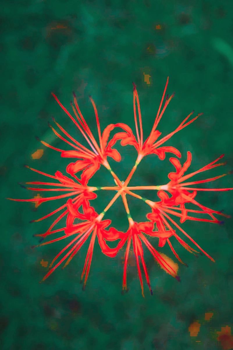 彼岸花开,妖娆的死神之花