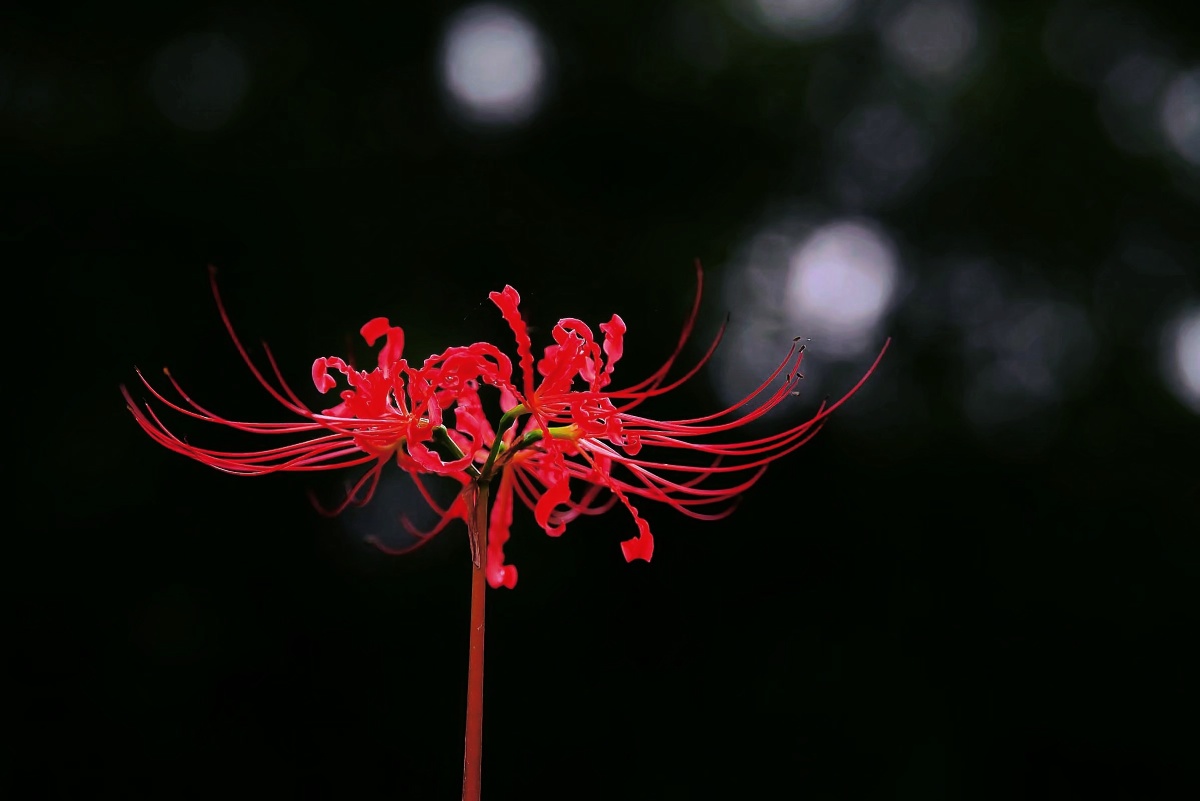 彼岸花开妖娆的死神之花