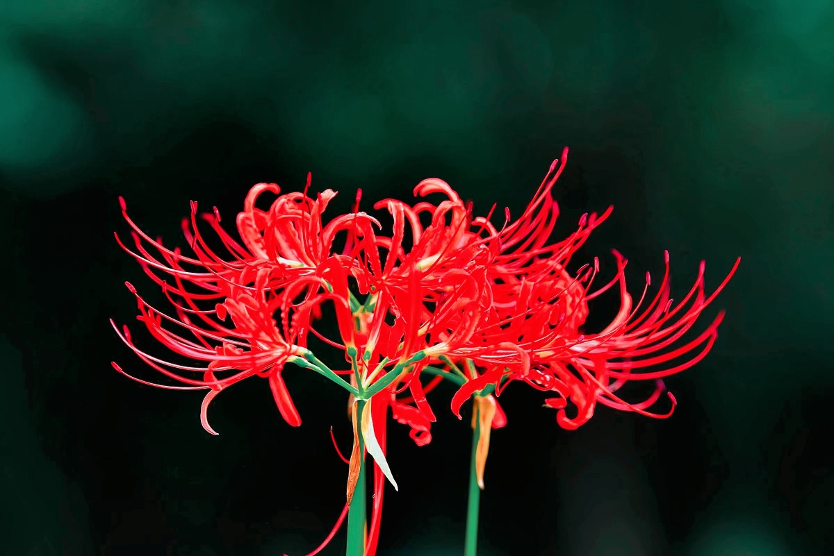 彼岸花开妖娆的死神之花