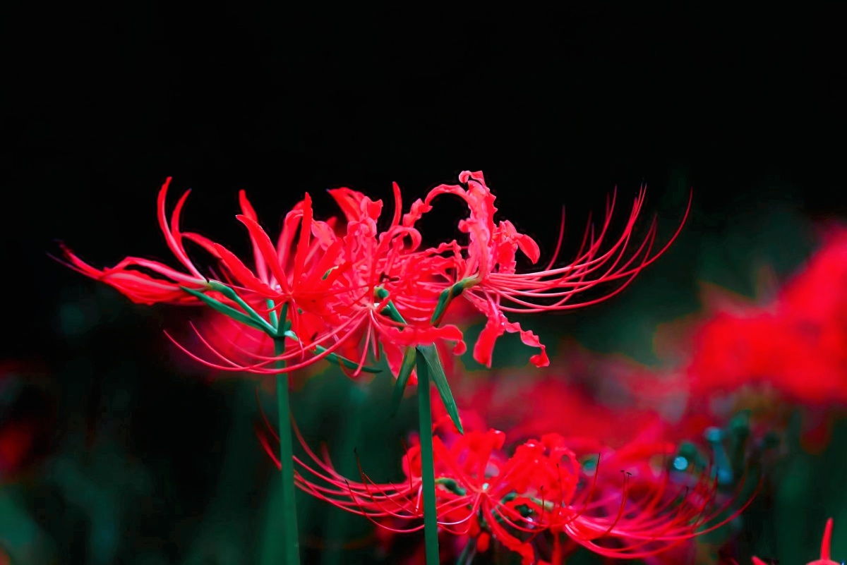 彼岸花开妖娆的死神之花