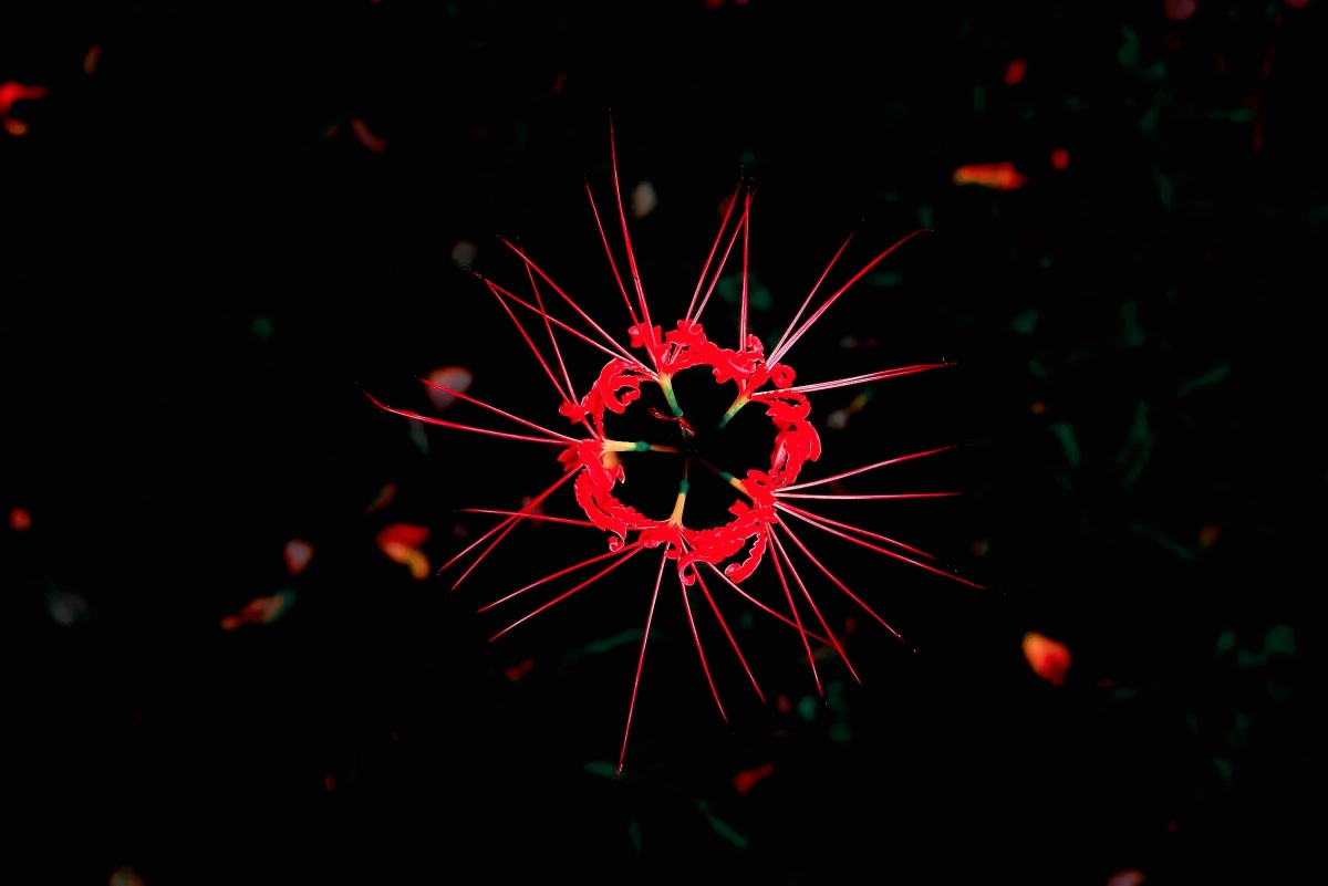 彼岸花开妖娆的死神之花