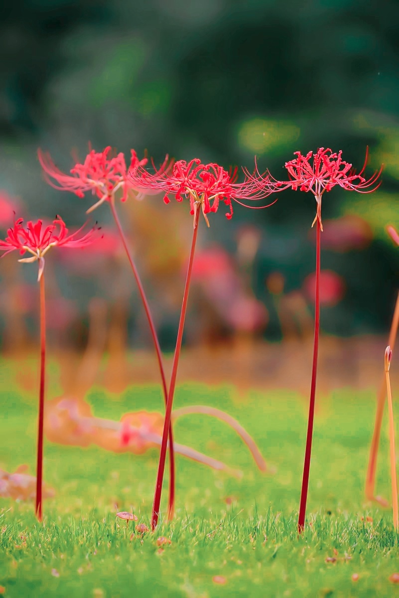 彼岸花开,妖娆的死神之花