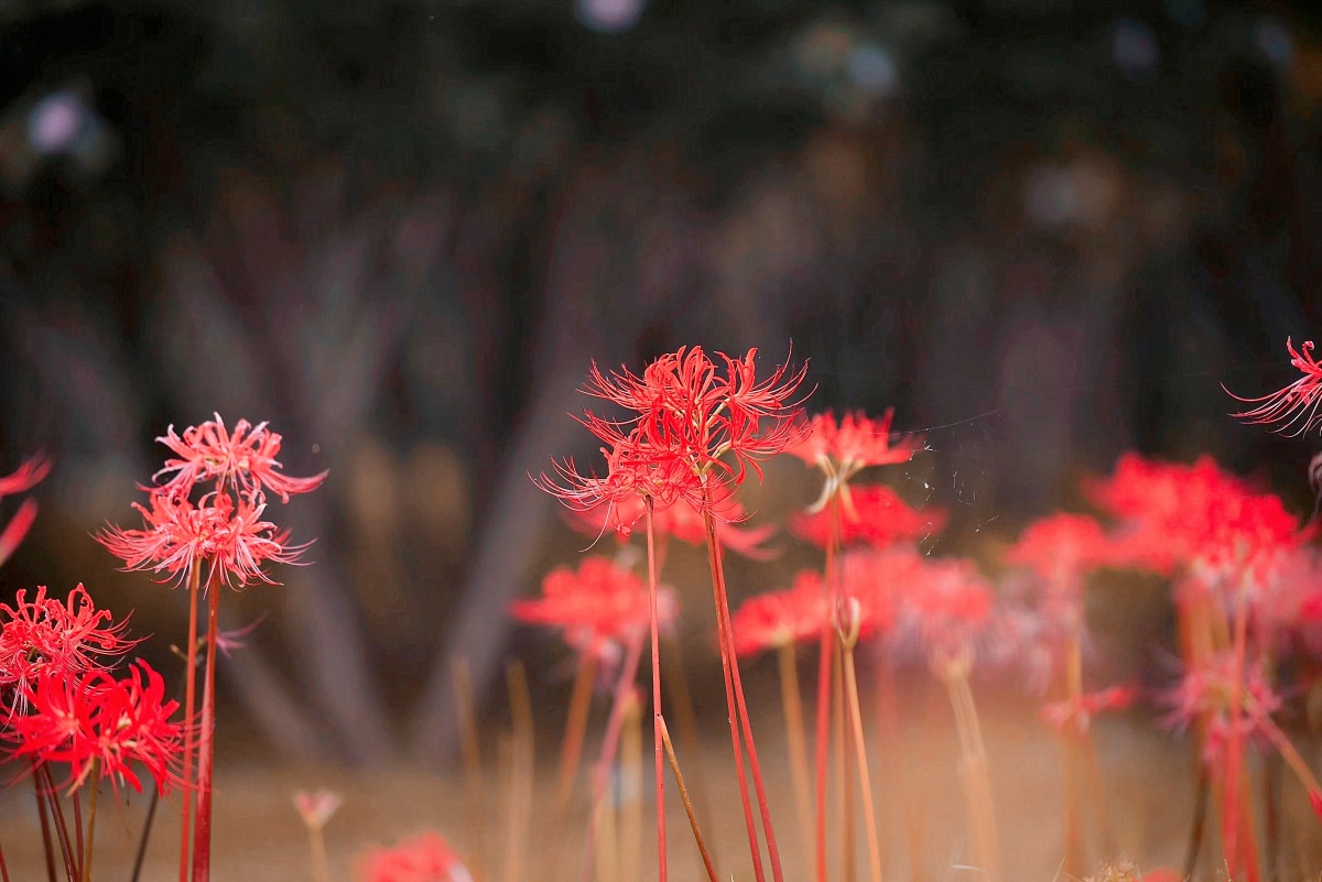 彼岸花开妖娆的死神之花