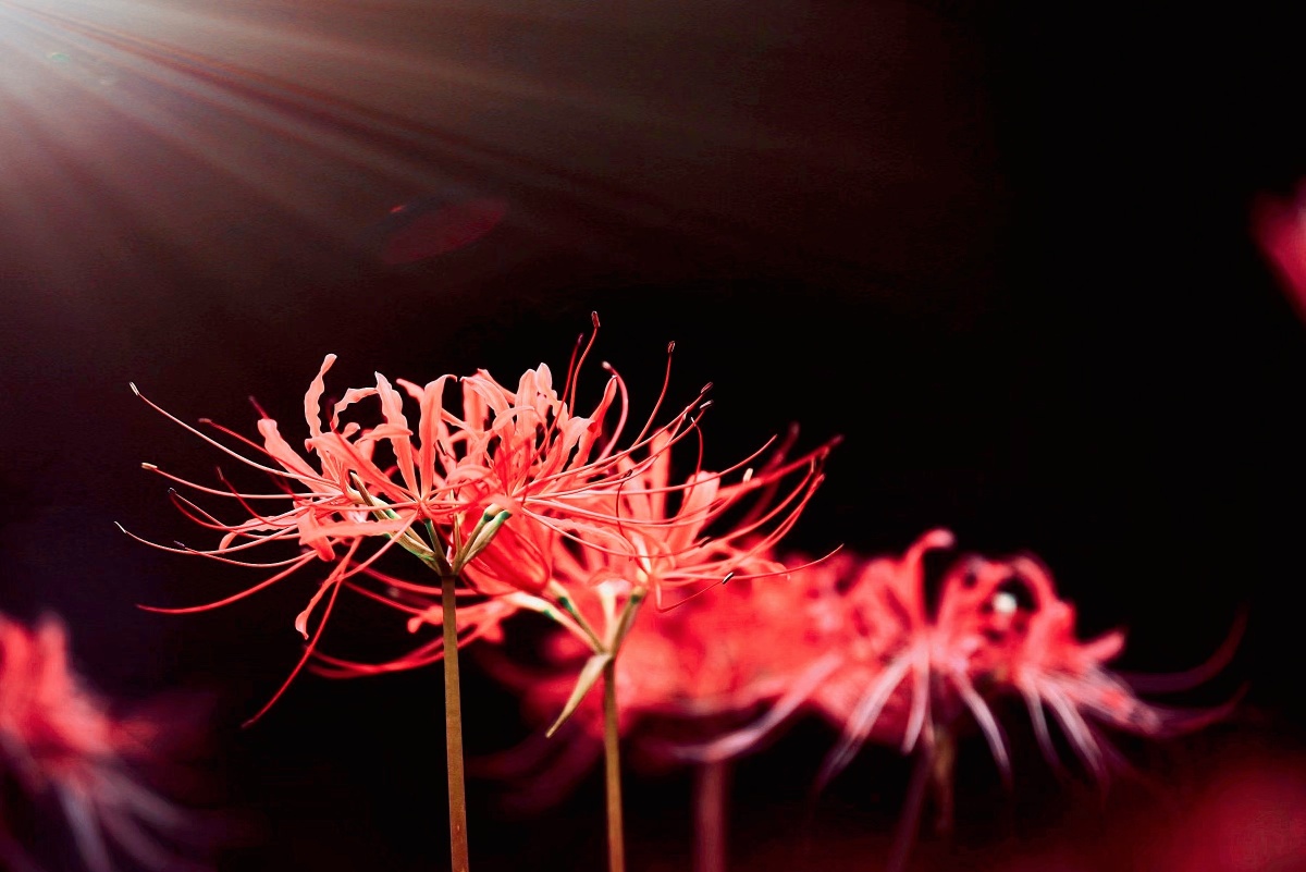 彼岸花开妖娆的死神之花