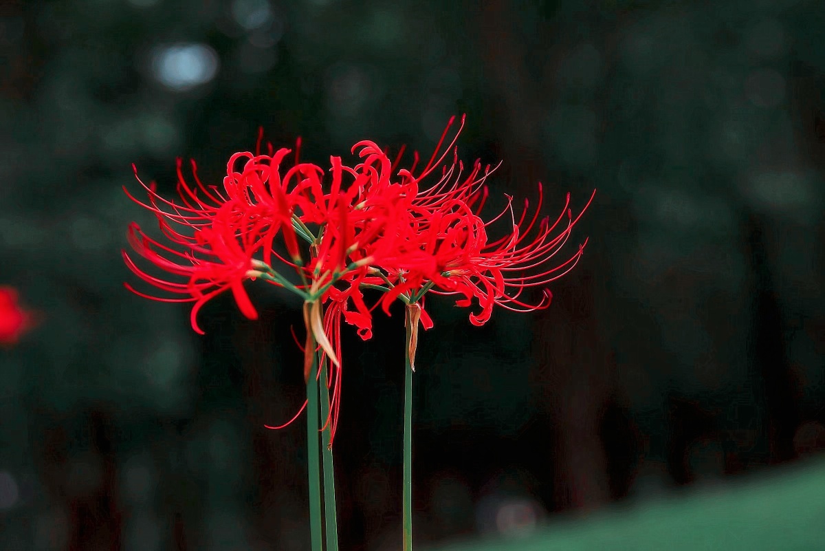 彼岸花开妖娆的死神之花