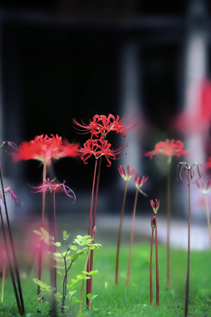 彼岸花开,妖娆的死神之花