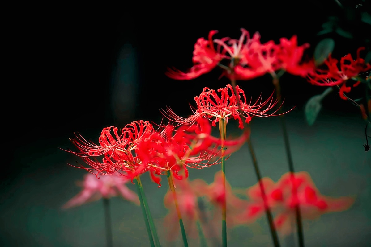 彼岸花开,妖娆的死神之花