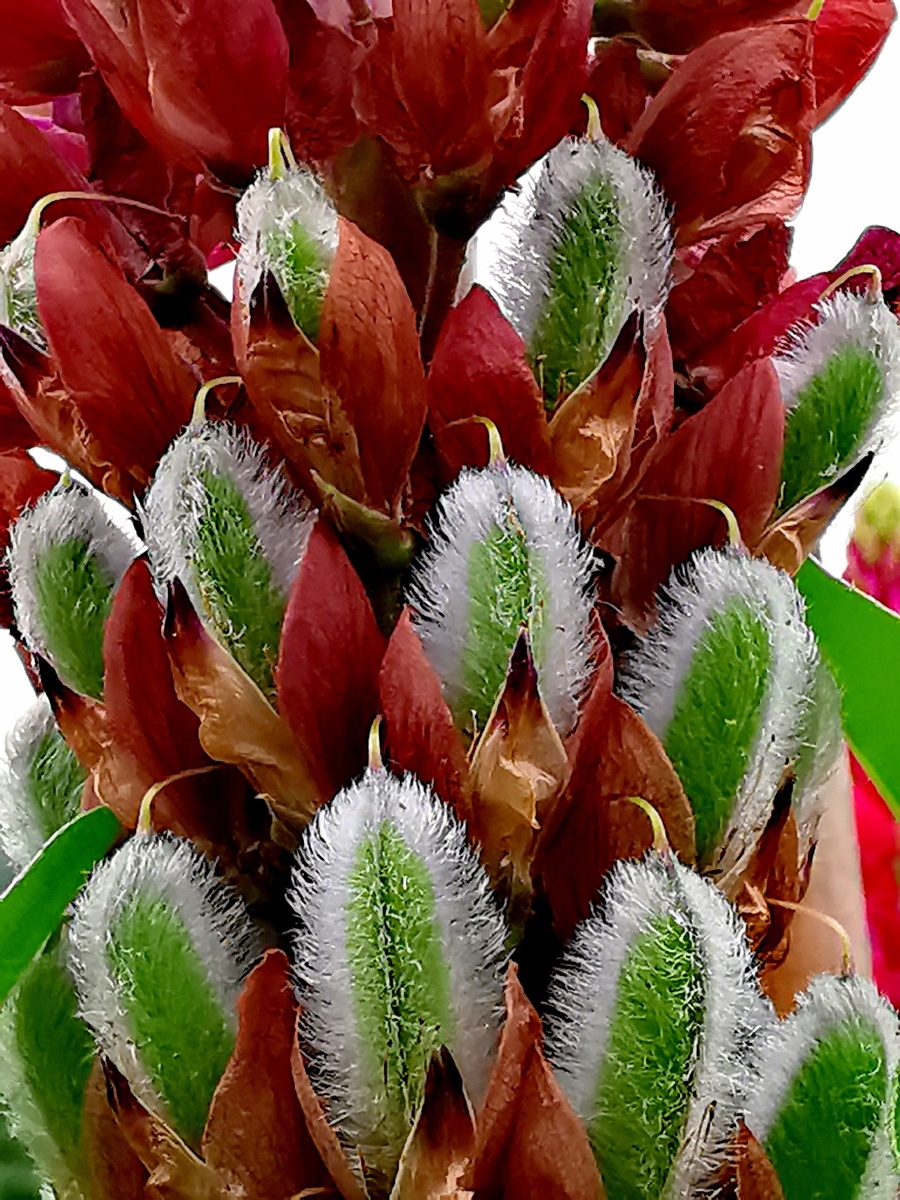 鲁冰花花籽 - 常宝山 - 图虫