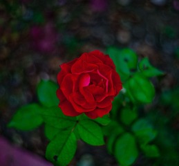B8DW1399.jpg