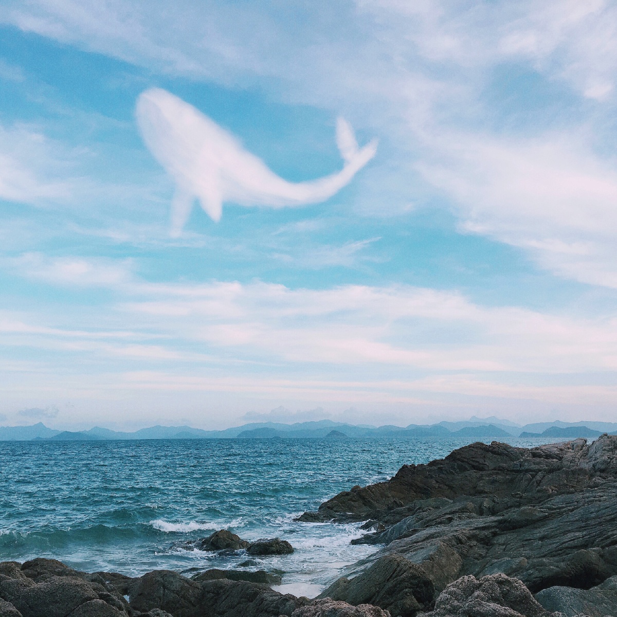 海里有条叫alice的鲸鱼67