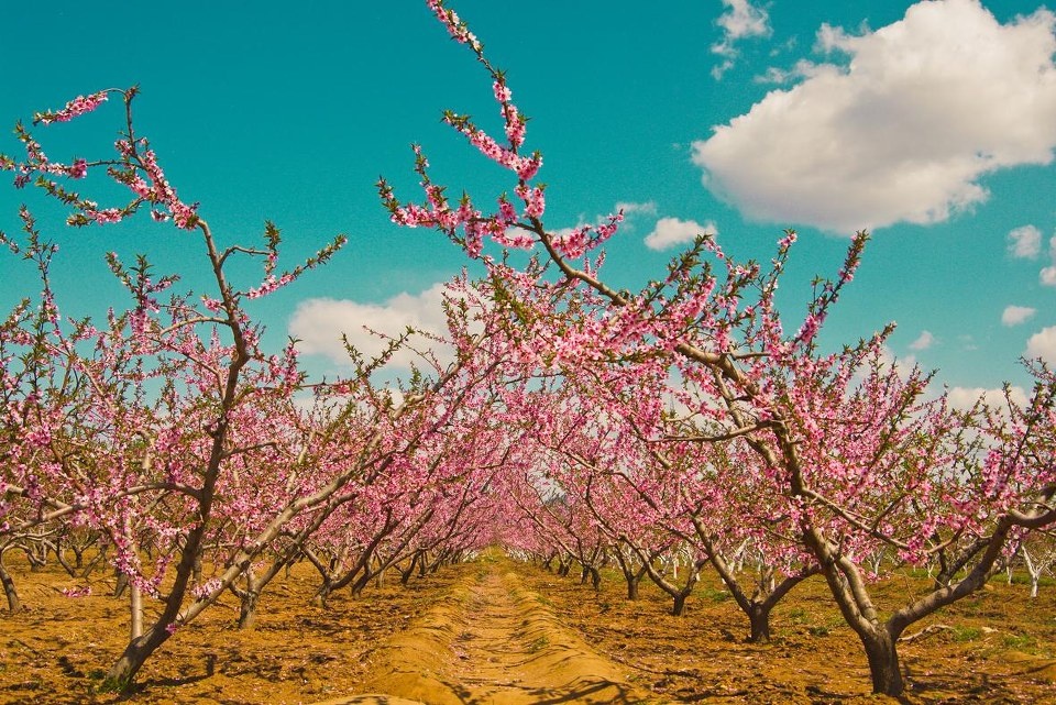 这可是会长出大桃儿的桃树诶～ br /> 口水.