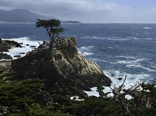 17里湾孤独松